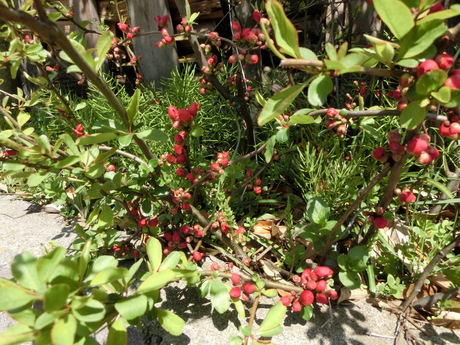 a0203003_12564585.jpg