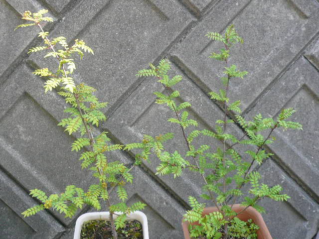 e0026017_9513142.jpg