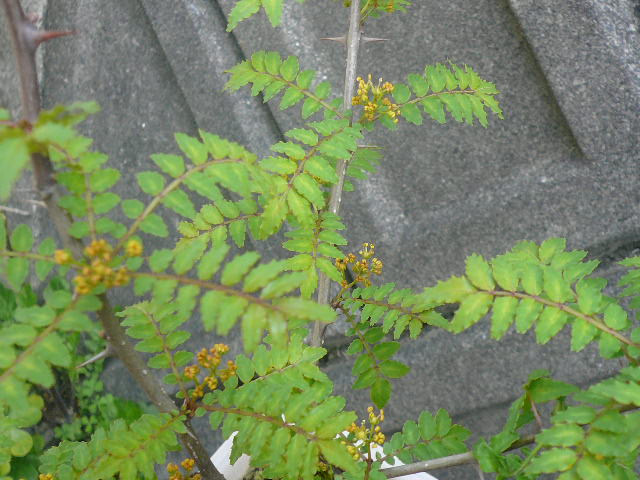 e0026017_952258.jpg