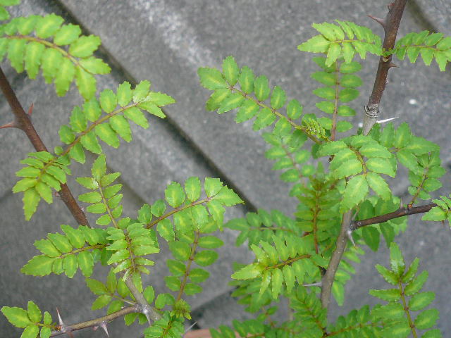 e0026017_952328.jpg