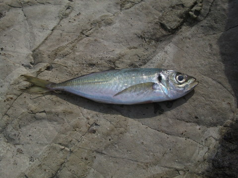 a0279321_1265064.jpg