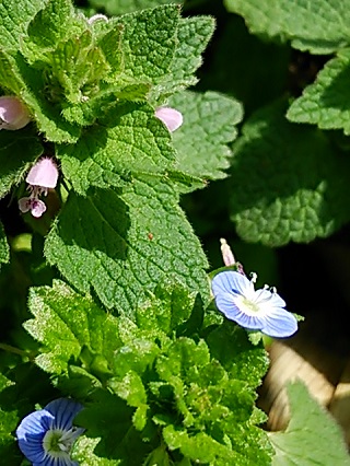 b0199924_1517143.jpg