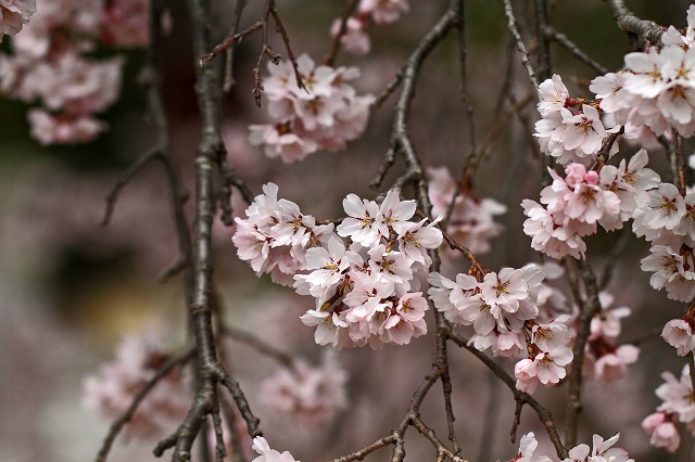 a0242438_19252310.jpg