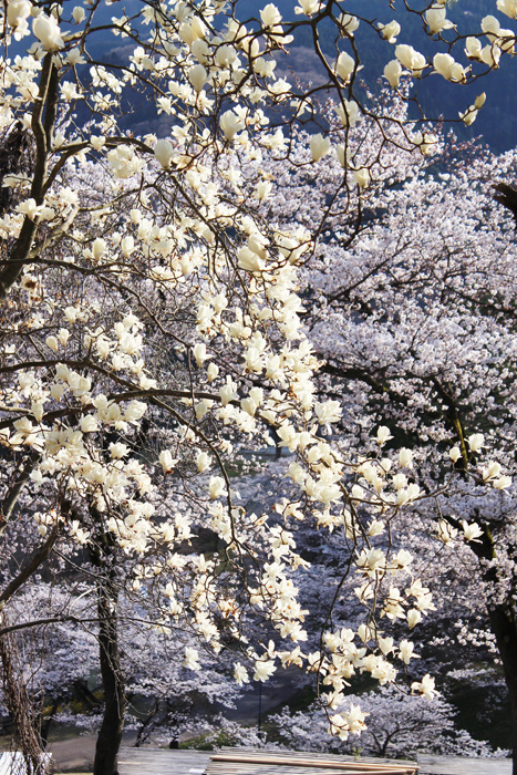 a0307547_10563862.jpg