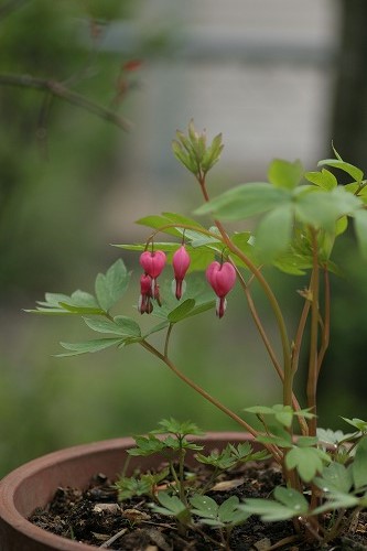 c0186463_1752167.jpg