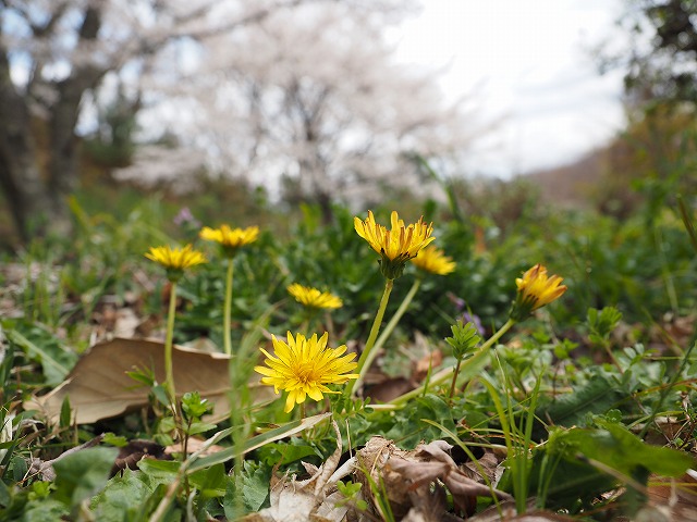 d0128465_12541917.jpg