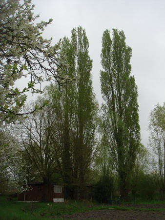 a0247585_6101787.jpg