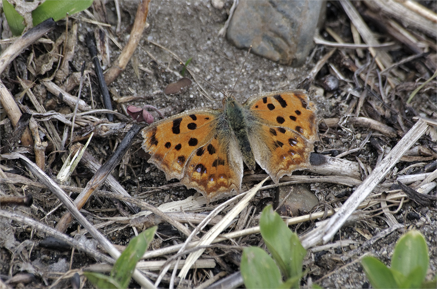 d0209988_20225149.jpg