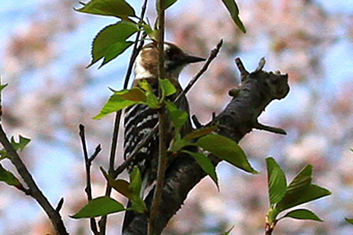 b0014607_17594994.jpg