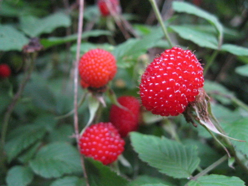 a0125419_08061788.jpg