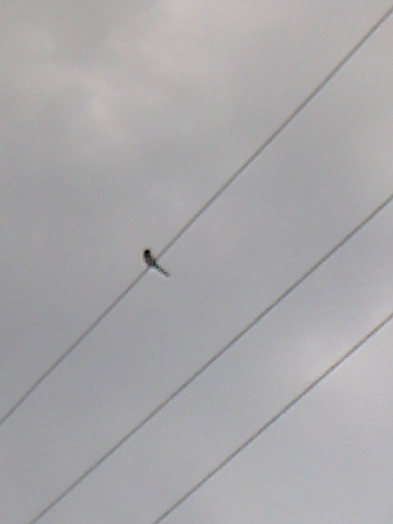 c0097620_2356255.png