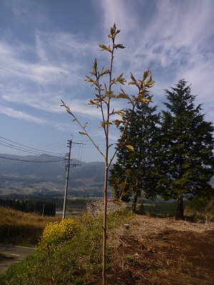 f0031420_21464030.jpg