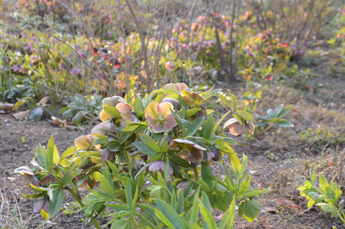 c0107129_33532.jpg