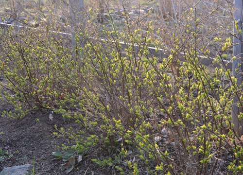 c0107129_342060.jpg