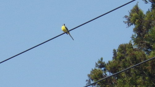 c0300035_11295483.jpg