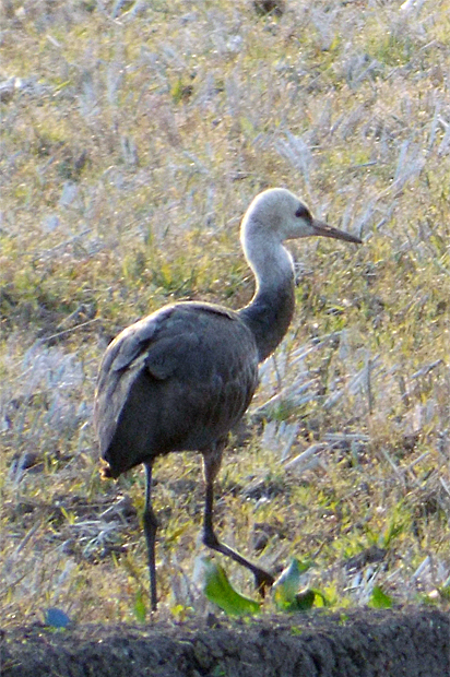 f0214649_1805417.jpg