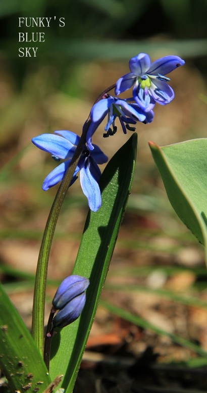 c0145250_2033125.jpg
