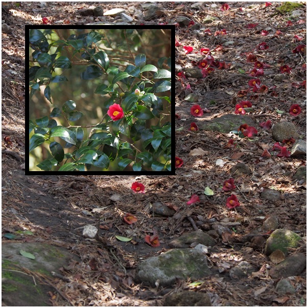 c0042869_21354517.jpg