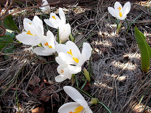 a0007388_13154274.jpg