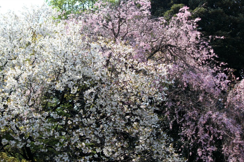 a0127090_20341988.jpg