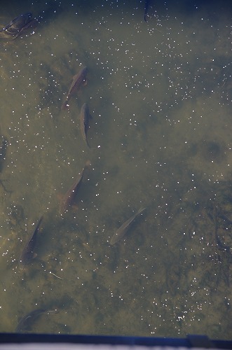 b0119493_155780.jpg