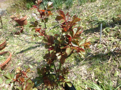 a0203003_21493426.jpg