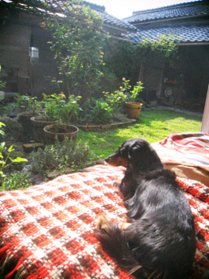 d0077603_11293274.jpg