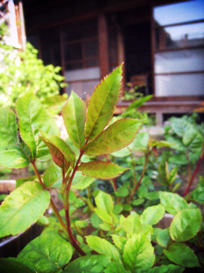 d0077603_1130404.jpg