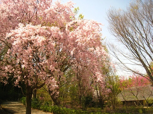c0084117_1754826.jpg