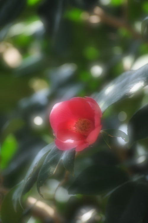 a0248728_174136.jpg