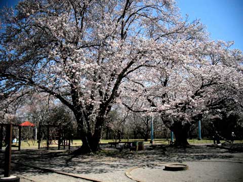 b0143231_21101842.jpg