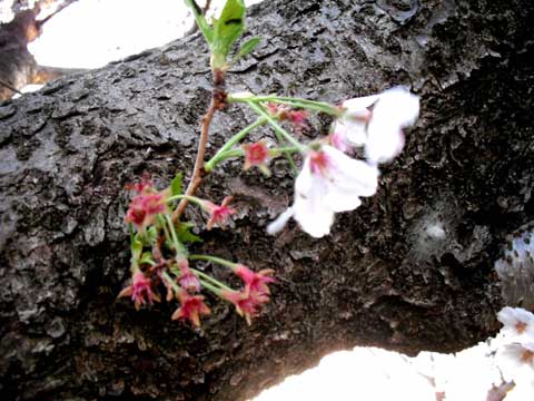 b0143231_21224634.jpg