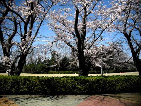 b0143231_2175494.jpg