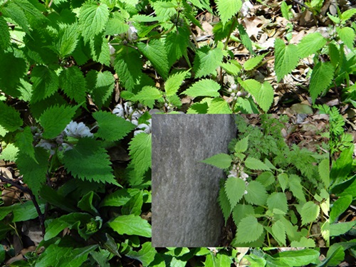d0037233_1113289.jpg