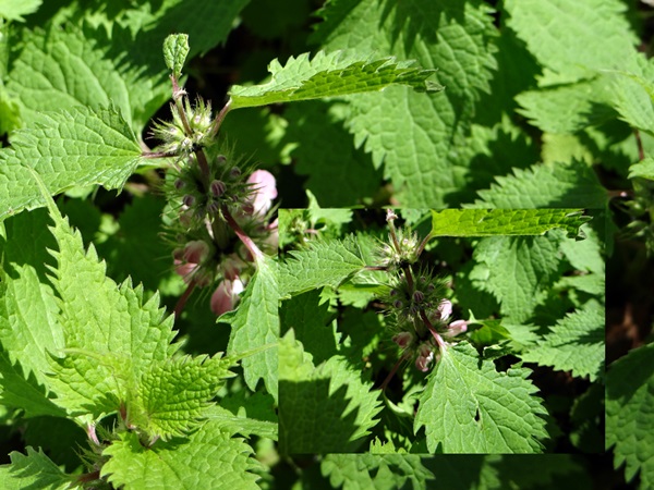 d0037233_1114085.jpg