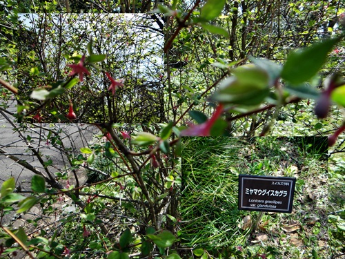 d0037233_1182024.jpg