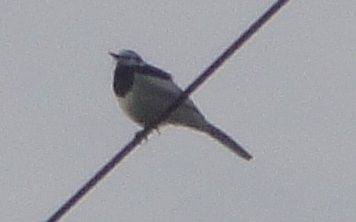 c0108460_17562584.jpg