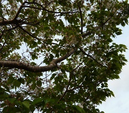 e0278968_20470697.jpg