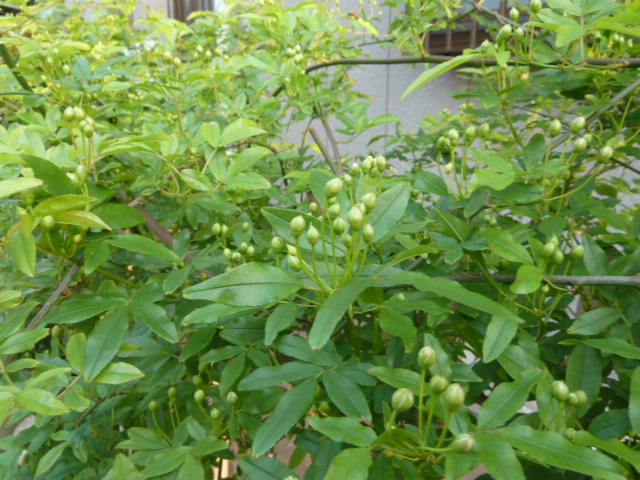 e0278968_20520377.jpg
