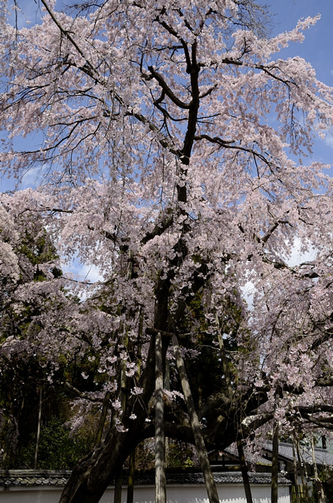 f0108478_1591263.jpg