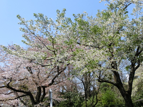 a0319693_9314293.jpg