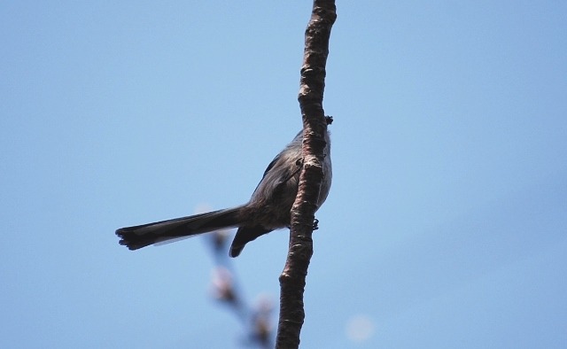 e0025300_1402230.jpg