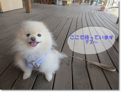 b0167519_1620388.gif