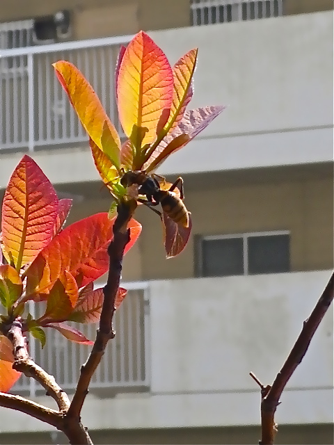 b0027736_2034082.jpg
