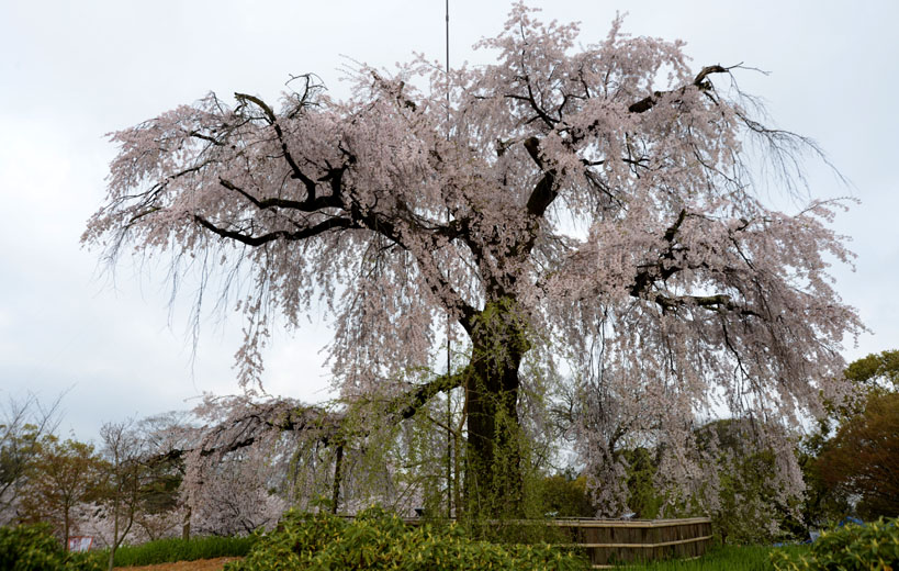 b0042837_21143244.jpg