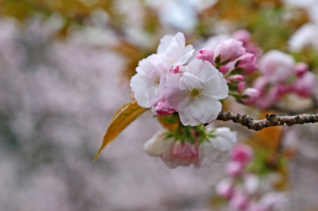 a0242438_21344227.jpg