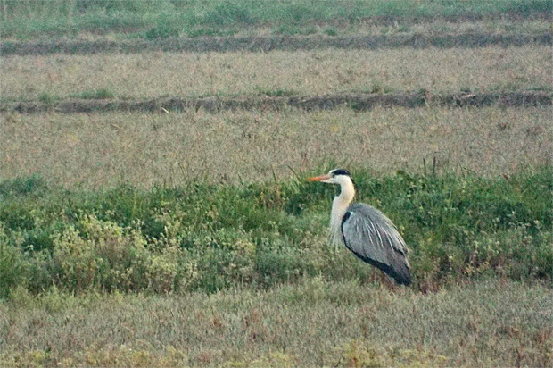 f0214649_416336.jpg
