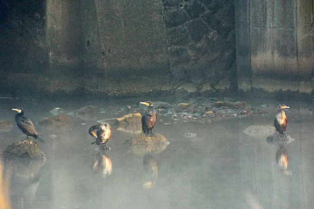 f0214649_4233195.jpg