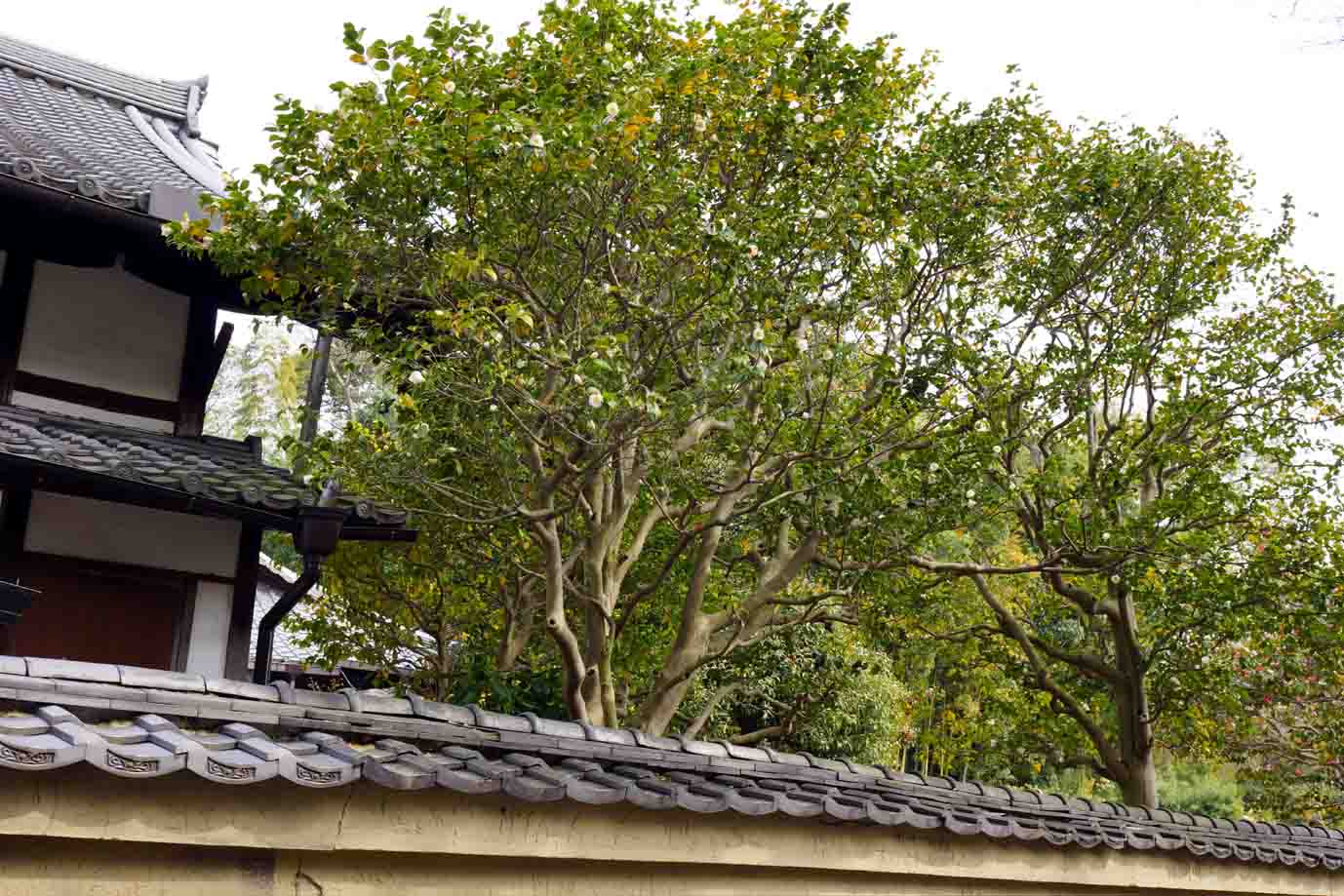 c0064260_14072977.jpg