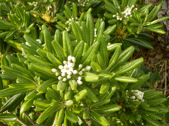e0292172_205765.jpg